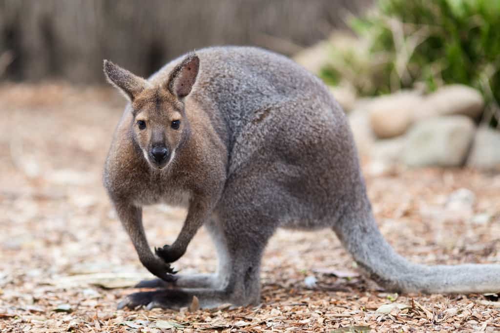 du lịch sydney nên đi đâu-sydney habour national park