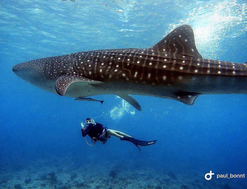 Bỏ túi ngay cẩm nang du lịch Maldives mới nhất 2019 
