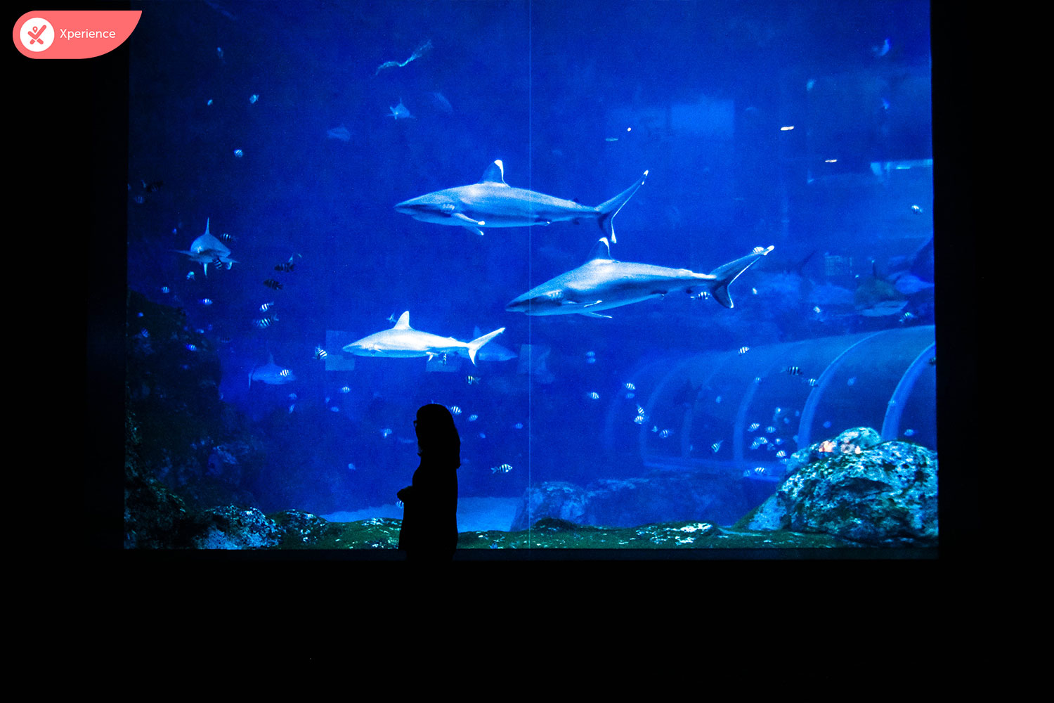 S.E.A. Aquarium