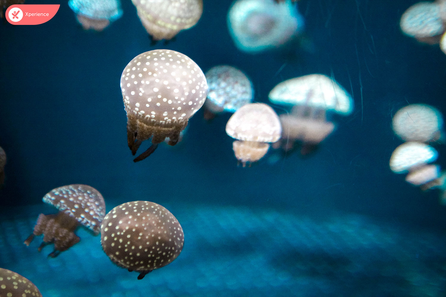 S.E.A. Aquarium