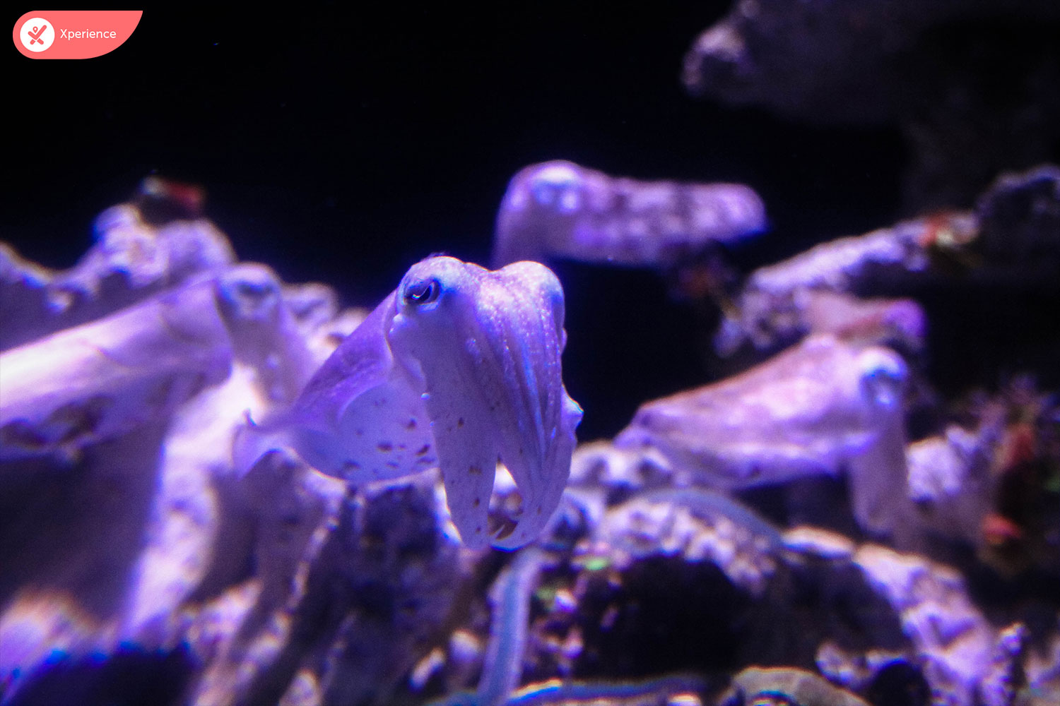 S.E.A. Aquarium