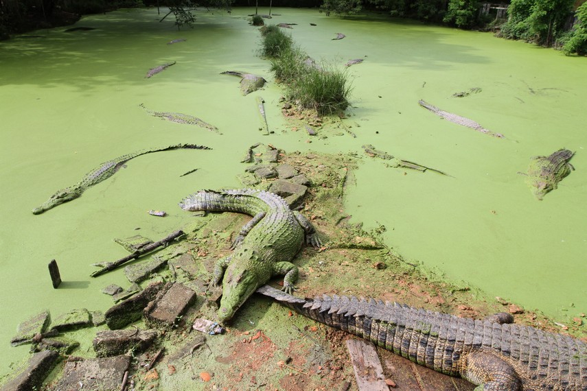 Penangkaran Buaya Teritip | Wisata di Balikpapan