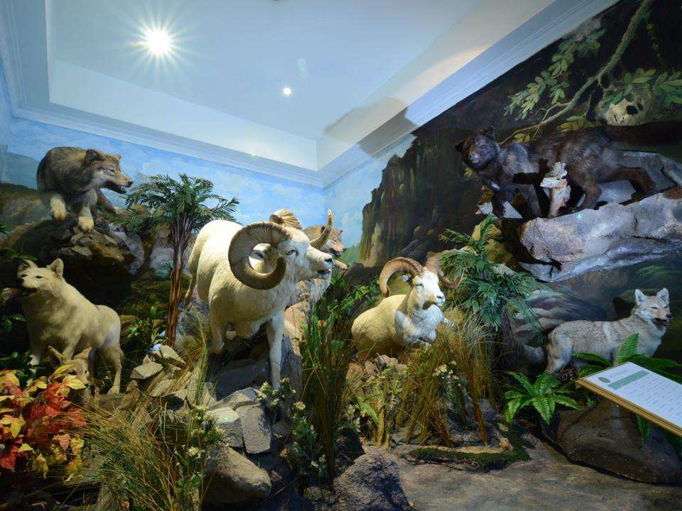 Rahmat International Wildlife Museum and Gallery
