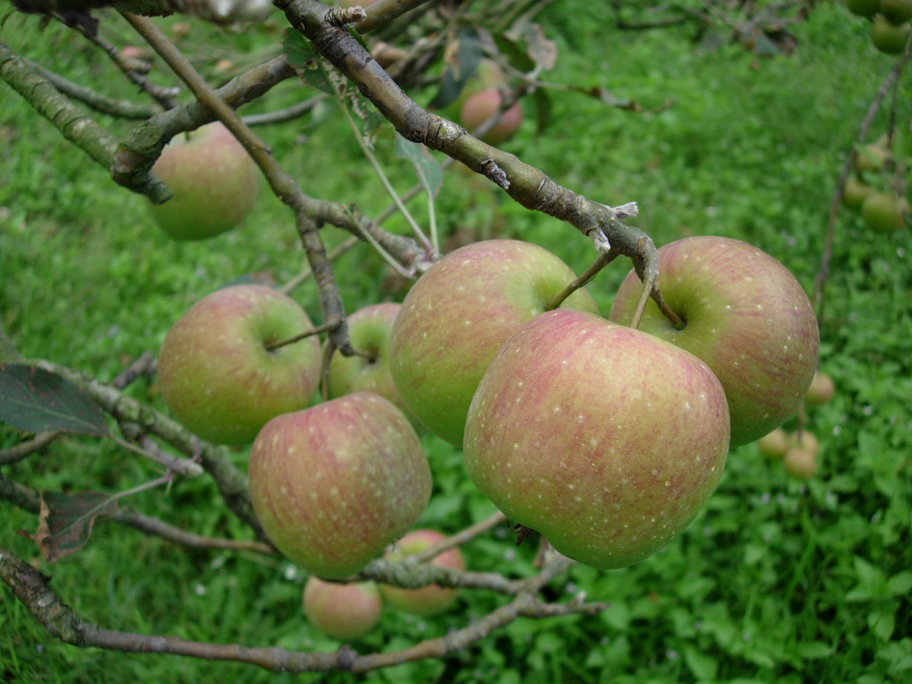 Petik apel di Malang