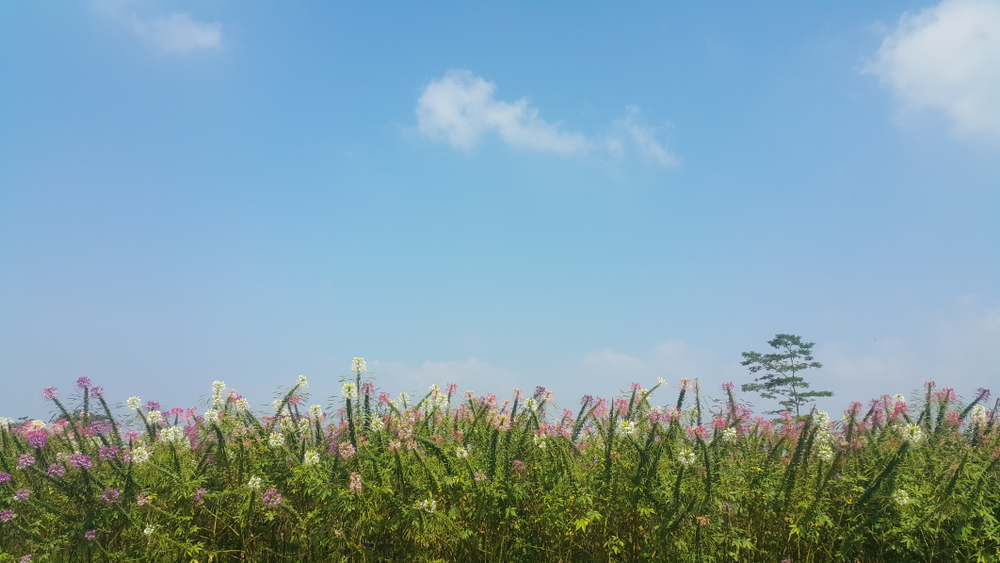 Taman Bunga Celosia