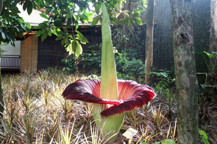 Bunga Bangkai Raksasa