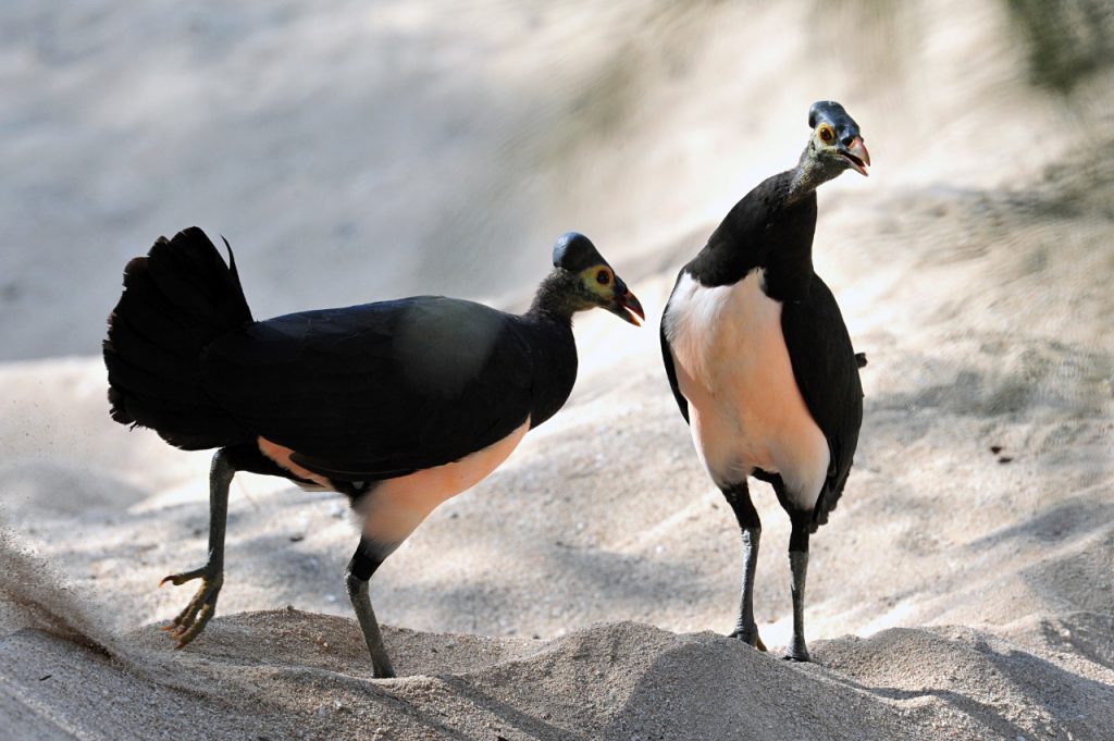 Burung Maleo - Hewan Khas Indonesia