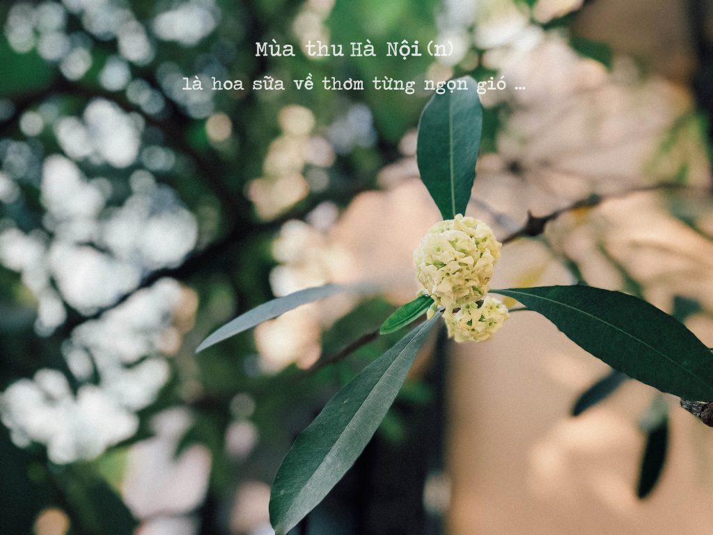 du lịch Hà Nội mùa thu