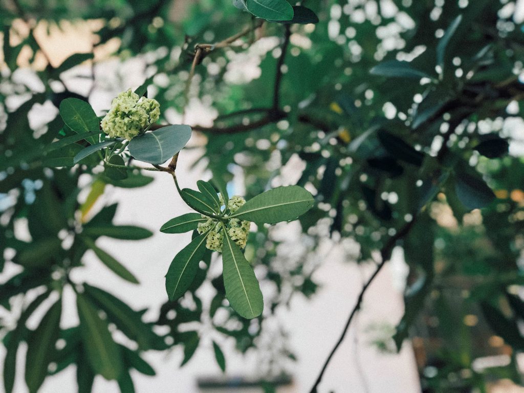 du lịch Hà Nội mùa thu