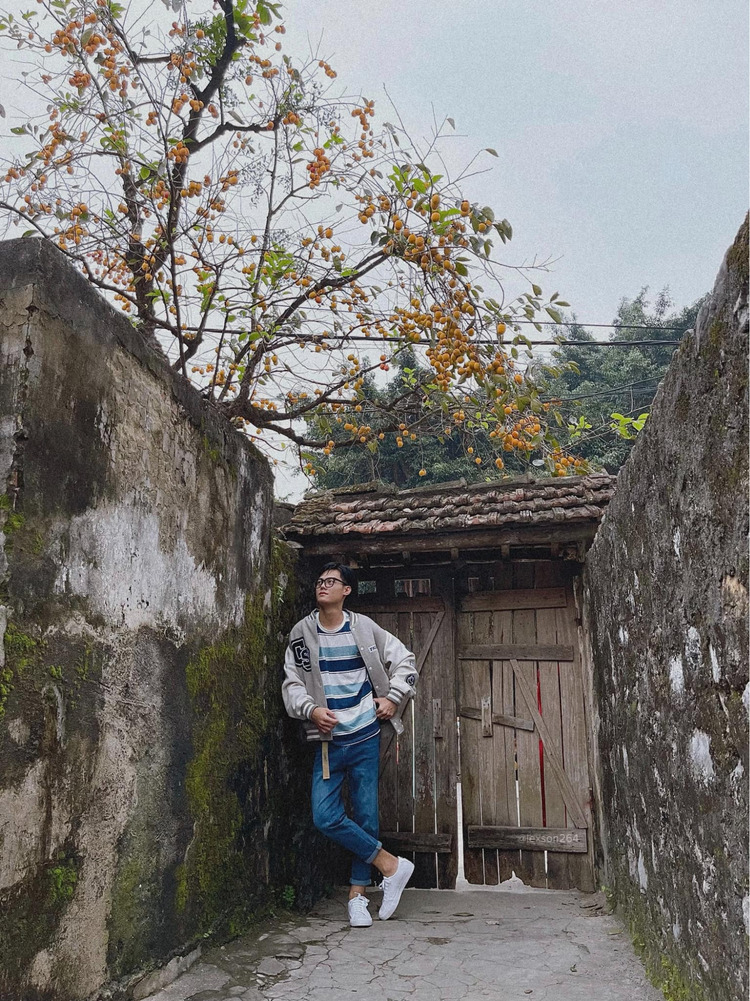 Cây hồng thôn Khê Hạ