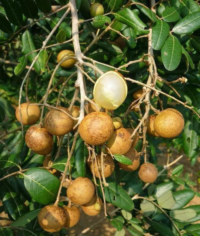 Tháng 9 là mùa nhãn ra trái tại Bạc Liêu