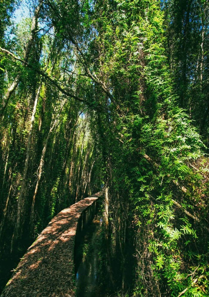 Đường dẫn vào rừng tràm trong khu di tích Xẻo Quýt