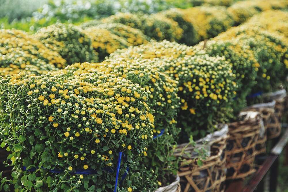 Hoa tại Làng hoa Sa Đéc