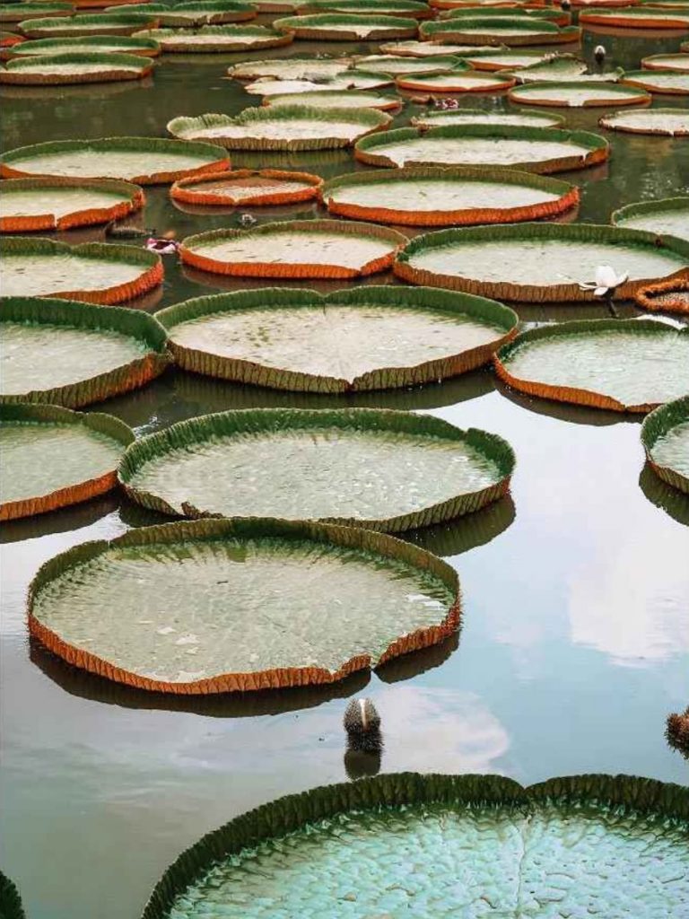 Lá sen “nở” to vào mùa nước nổi