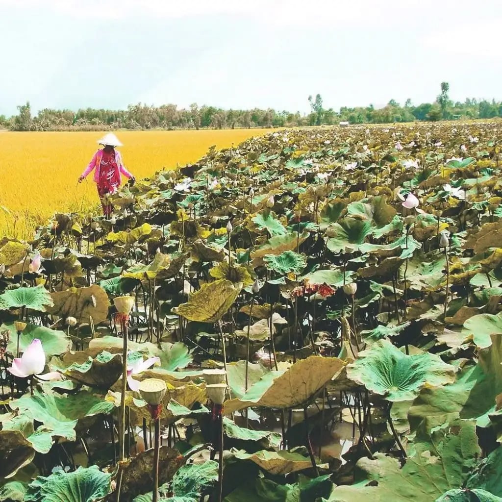 Khu du lịch Đồng Sen Tháp Mười là địa điểm check-in ở Đồng Tháp không thể bỏ qua