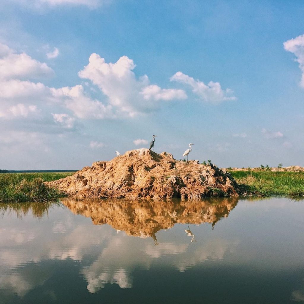 Hệ chim nước tại Tràm Chim đa dạng