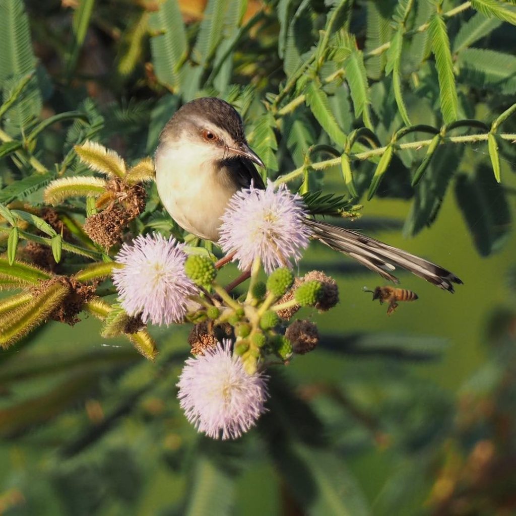 Du lịch Ẩm thực Đặc sản miền T&acirc;y Đồng Th&aacute;p - Ti&ecirc;n Giang | li&ecirc;n hệ Quảng c&aacute;o 0915326788