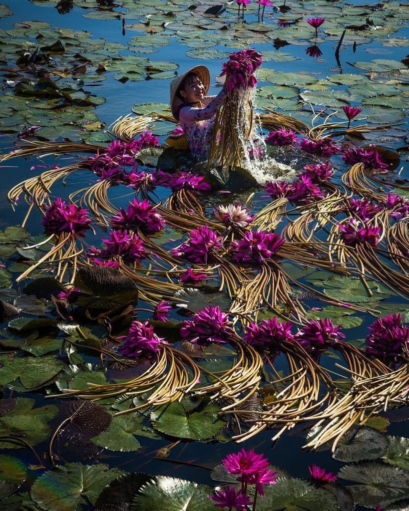 Hoa súng tại Tràm Chim