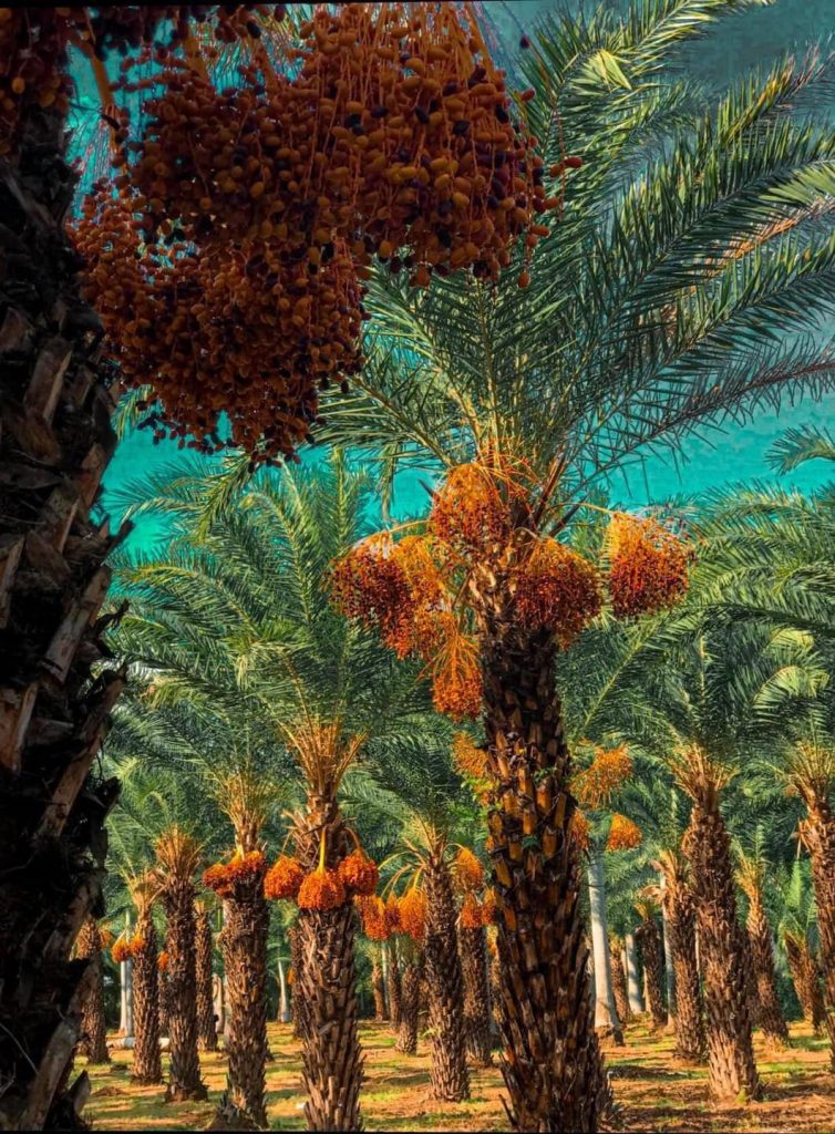 Vườn chà là tại Sa Đéc, Đồng Tháp