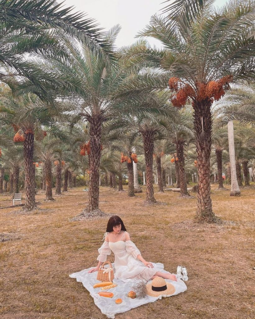 Vườn chà là mùa sai quả