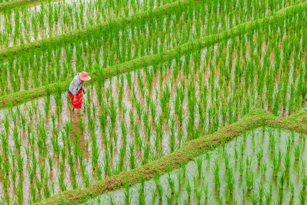 สวนสนบ่อแก้ว