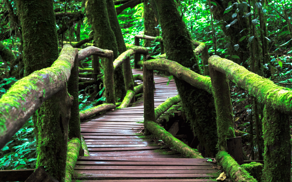 เส้นทางศึกษาธรรมชาติดอยอ่างกา