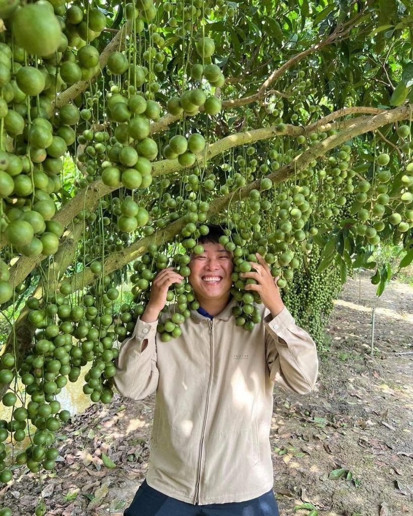 Vườn dâu Cần Thơ