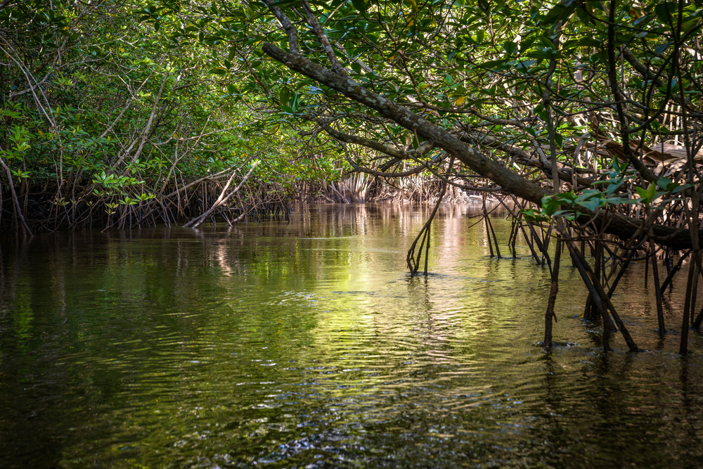 Mangrove Forest - Things to do in Bintan