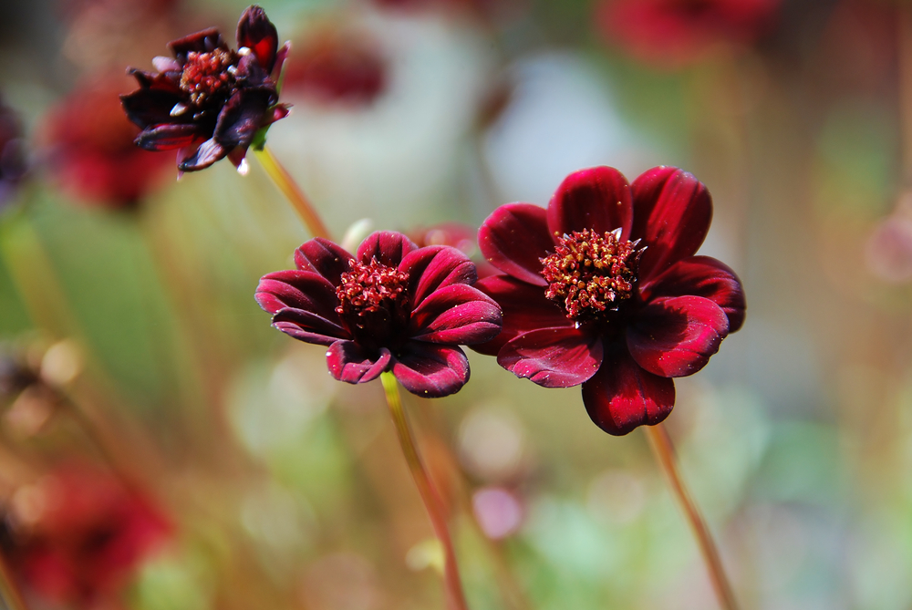 Chocolate Cosmos - Bunga Langka Dunia - Shutterstock