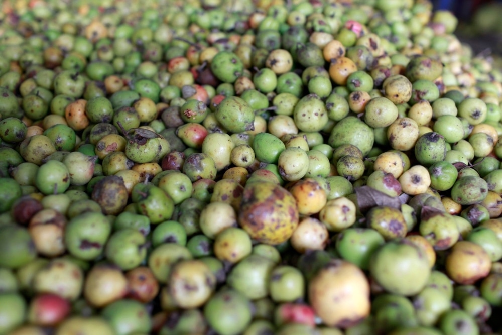 Táo mèo Tây Bắc