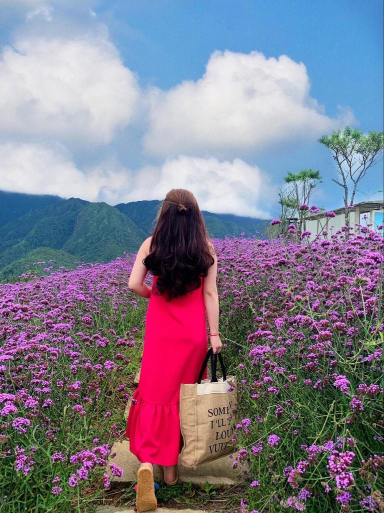 Vườn hoa mã tiền thảo ở Sapa