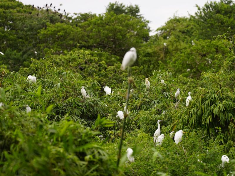 vườn cò bằng lăng ở cần thơ