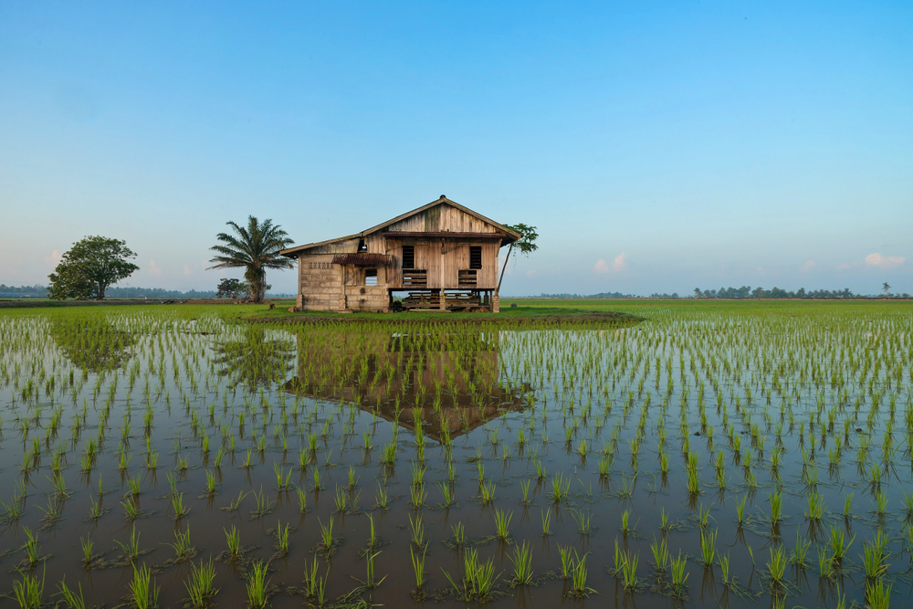 Sawah Padi Sekinchan - Tarikan di Sekinchan