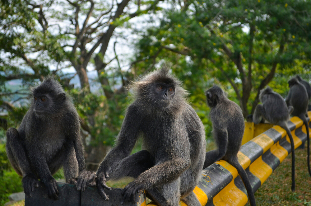 Sekinchan Nature Park - Tarikan di Sekinchan