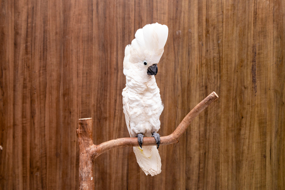Cacatua alba - Burung Endemik Indonesia