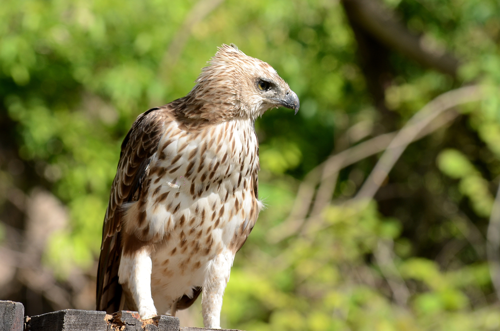 Elang Jawa (Nisaetus bartelsi) - Burung Endemik Indonesia