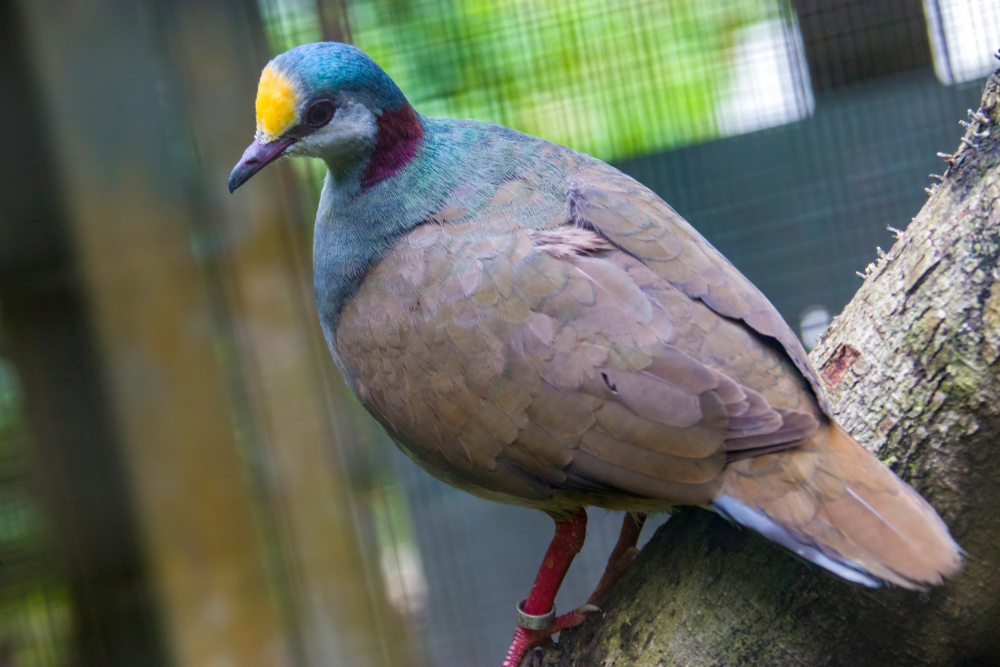 Gallicolumba tristigmata - Burung Endemik Indonesia