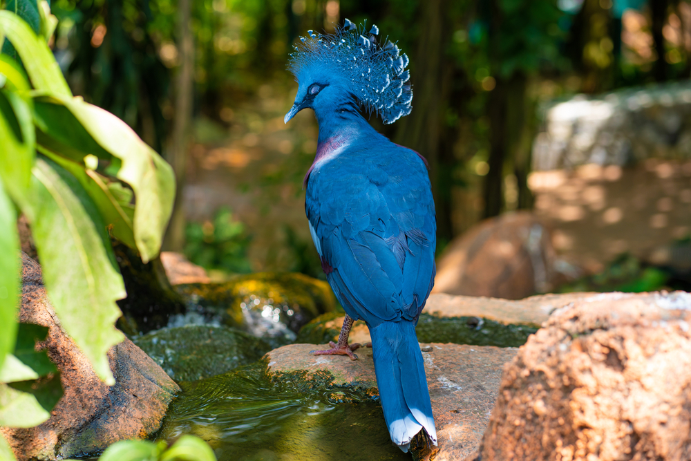 Merpati Mahkota Biru (Goura cristata)-Burung Endemik Indonesia