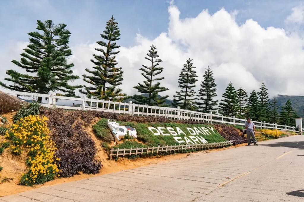Desa Cattle Dairy Farm with mountain view