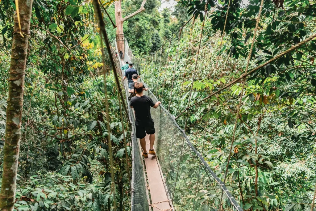 Kinabalu Park forest scenery