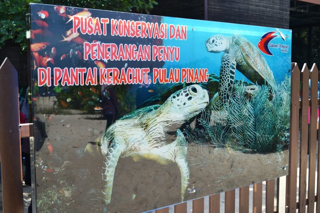 Pusat Konservasi Penyu Pantai Kerachut