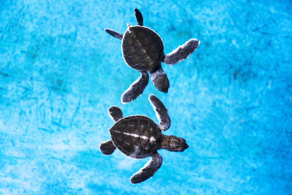 ศูนย์อนุรักษ์พันธุ์เต่าทะเล เกาะมันใน