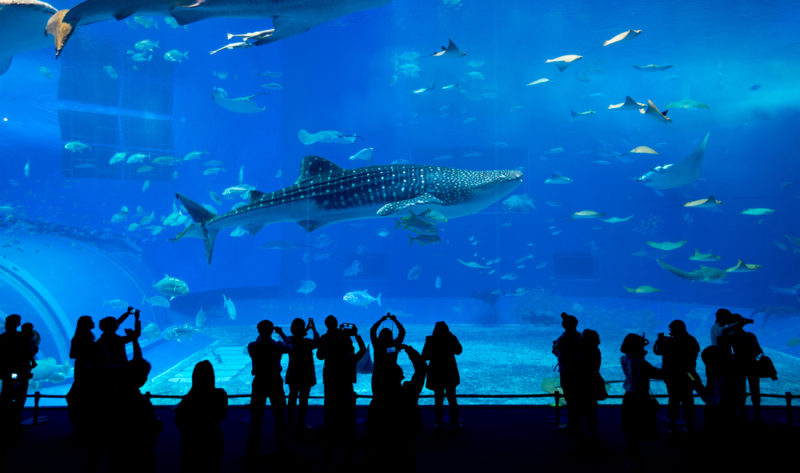 Okinawa churaumi aquarium