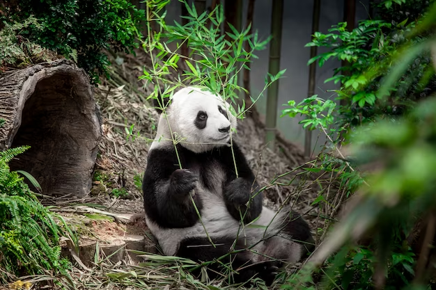Chengdu Research Base of Giant Panda Breeding