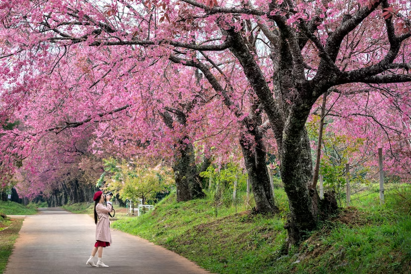 เที่ยวเชียงใหม่