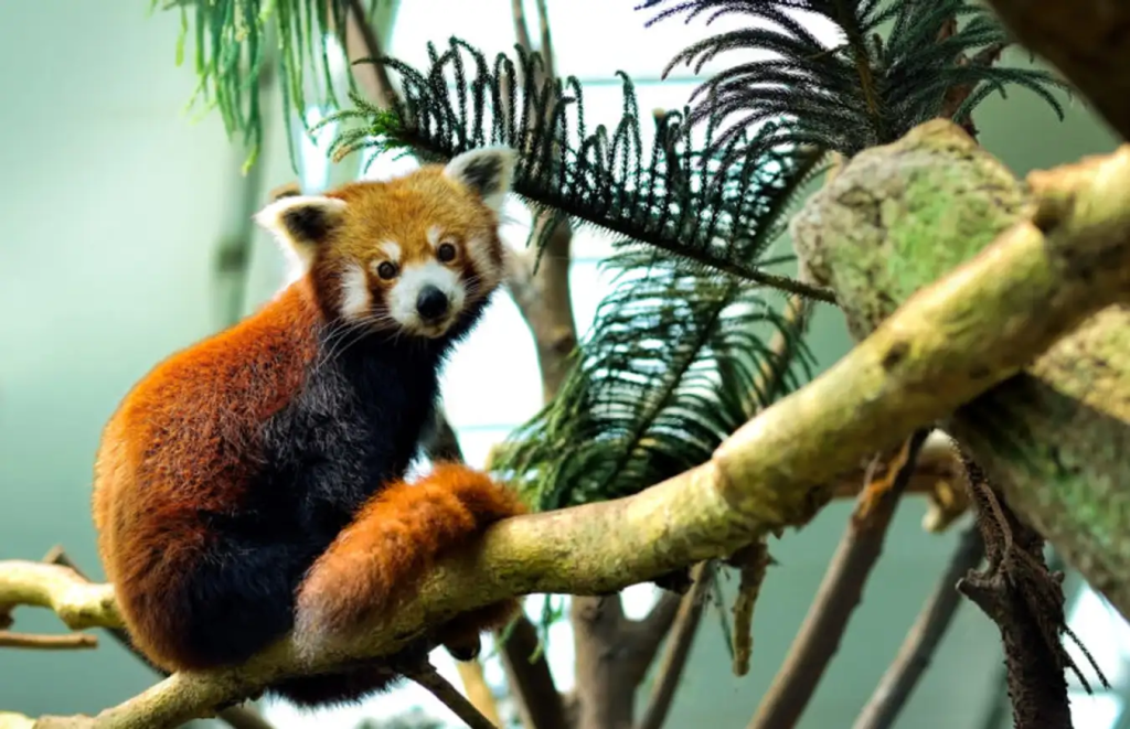 Singapore Zoo