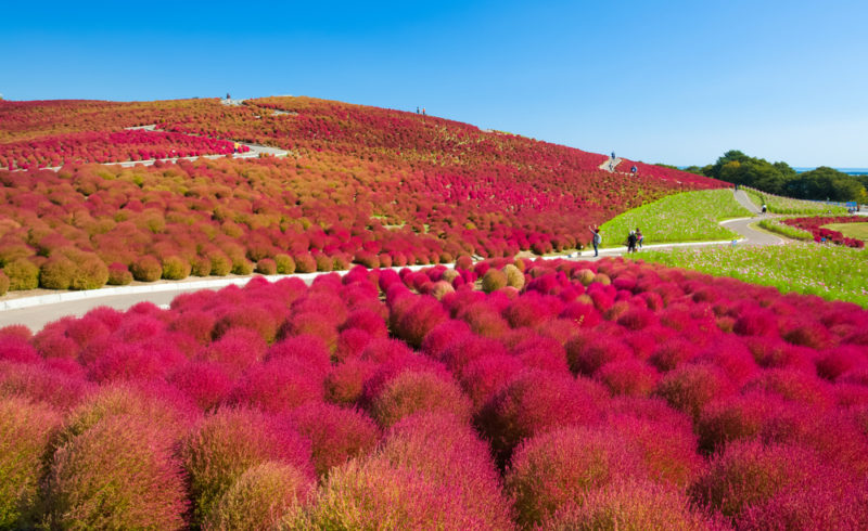 Hitachi seaside park