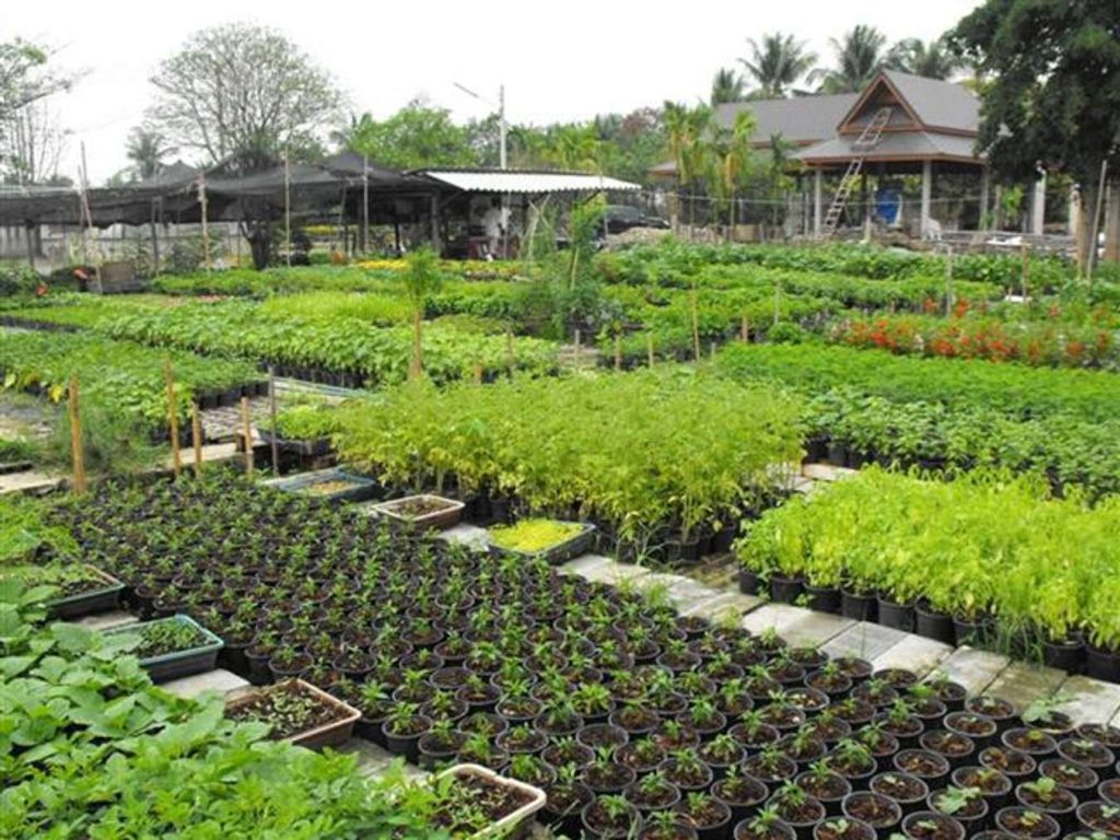 ประวัติระยอง