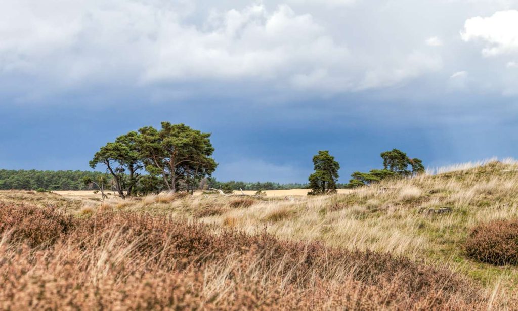 ไปเนเธอร์แลนด์