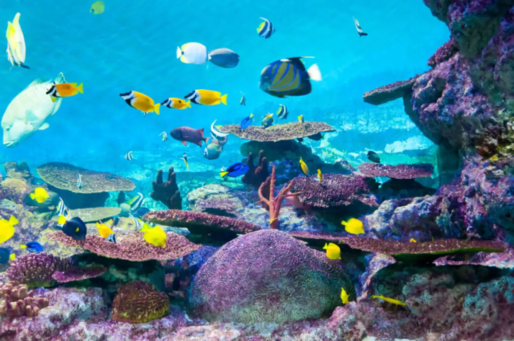พิพิธภัณฑ์สัตว์น้ำโคเอ็กซ์ (COEX Aquarium)